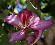la palma 09 485.webp