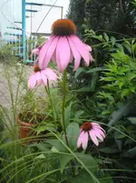 DSC00108.webp