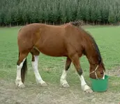 Tiere alt 376 v.webp