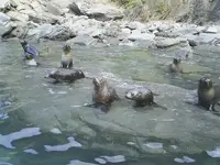 Seals v.webp
