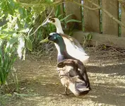 August 2009 814 v.webp