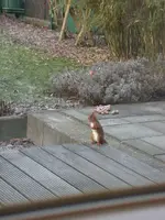 Eichhörnchen 2.webp