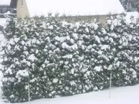 winterlich 005.webp