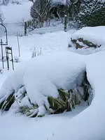 Pampas2 unter Schnee umgebrochen_klein.webp