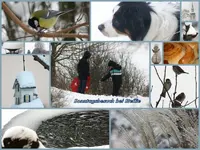 Collage, Sonntag bei Steffie [800x600].webp