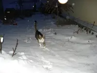 Anton im Wintergarten .webp