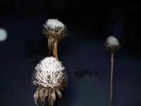 echinacea schneehauben.webp