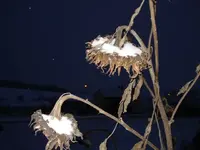 sonnenblumen mit schneehauben.webp