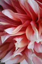 Hortensie 2.webp