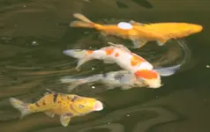 KOI (13).webp