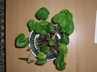 SL700233.webp