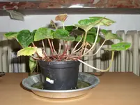 SL700234.webp