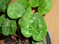 SL700235.webp
