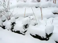 SA500181.webp