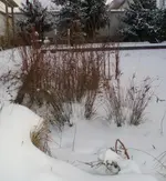 Winterteich.webp