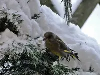 bild 5 026.webp