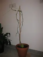 Chayote.webp