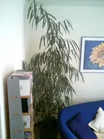 DSC00151.webp