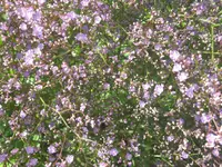030.webp