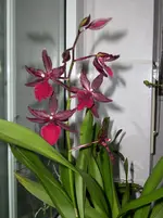 DSCI0256.webp