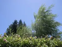 Januar 2010 101 v.webp