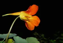 Dezember 2009 091 v.webp