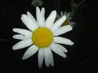 Dezember 2009 103 v.webp