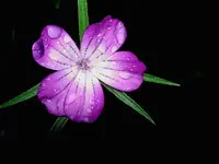 Dezember 2009 104 v.webp