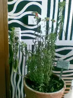 Bild099.webp
