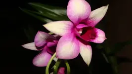 polar fire.webp