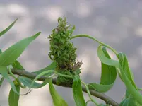 salix26opt.webp