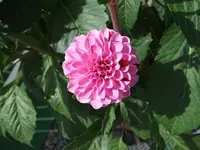 dahlie.webp