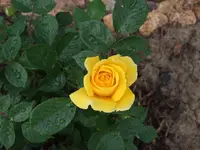 duftet lecker.webp