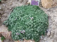 feldthymian.webp