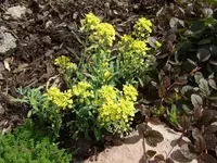 felsen-steinkraut.webp