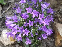glockenblume lila.webp