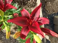 lilie.webp
