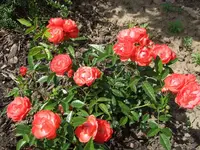 orange morsdag.webp