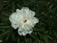 pfingstrose.webp