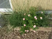 rosa aldiensis.webp