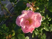 rose am rosenbogen.webp