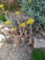 sedum rupestre.webp