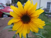 sonneblume.webp