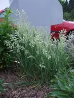 unbekanntes gras.webp