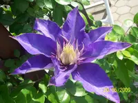 Clematis blau.webp