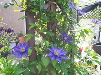 Clematis blau 2.webp