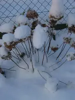 Schnee auf Hortensie.webp