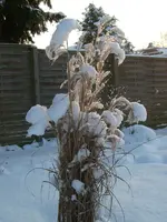Schnee auf Schilf.webp