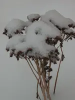 Schnee3.webp