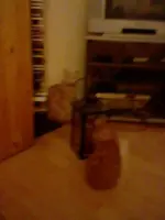 HNI_0008.webp